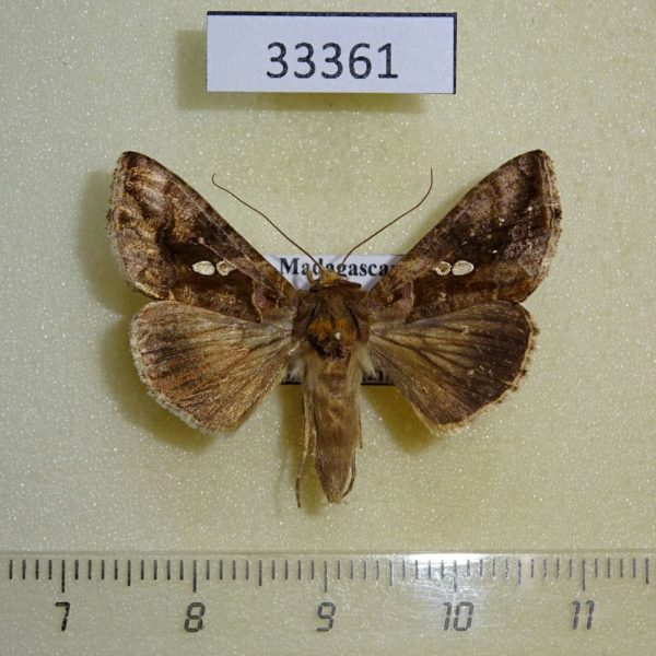 Noctuidae Chrysodeixis chalcites Madagascar