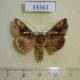 33361p-Noctuidae-Chrysodeixis-chalcites-Madagascar-9