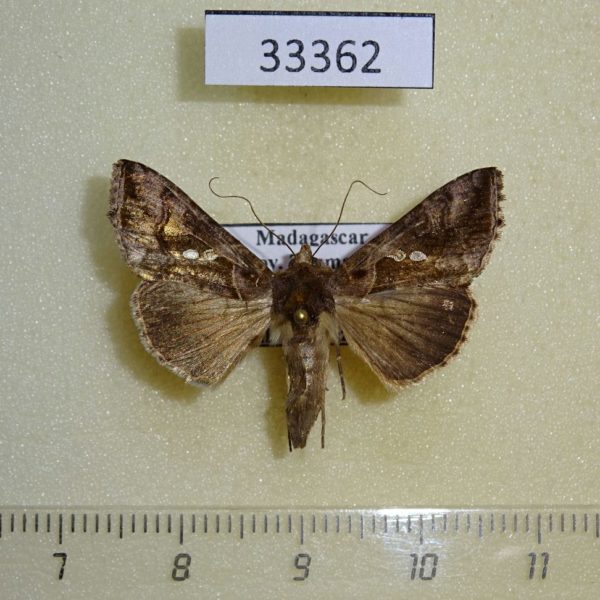 Noctuidae Chrysodeixis chalcites f Madagascar