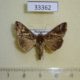 33362p-Noctuidae-Chrysodeixis-chalcites-f-Madagascar-9