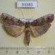 33383p-Moth-sp.-Madagascar-5