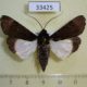 33425p-Noctuidae-Audea-agrotidae-Madagascar-10