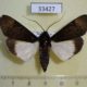 33427p-Noctuidae-Audea-agrotidae-Madagascar-10
