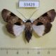 33429p-Noctuidae-Audea-agrotidae-f-Madagascar-12