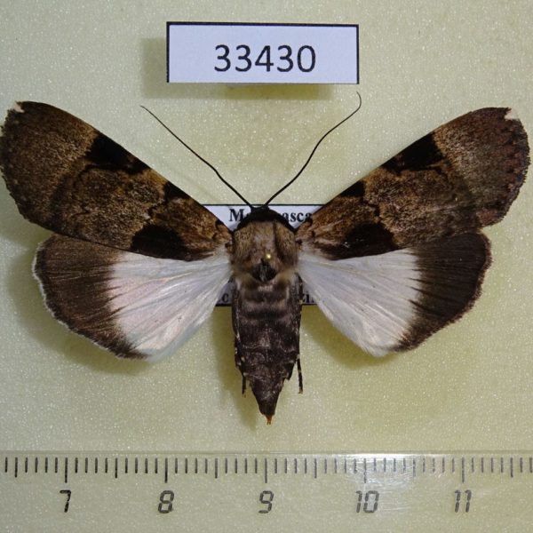 Noctuidae Audea agrotidae f Madagascar