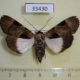 33430p-Noctuidae-Audea-agrotidae-f-Madagascar-12