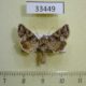33449p-Noctuidae-Hadena-corrupta-Primorye-6