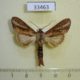 33463p-Notodontidae-Pentobesa-inexpectata-Dominicana-7