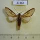 33464p Notodontiidae Ianassa sp. Dominicana $5