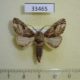 33465p-Notodontidae-Oligocentria-sp-Doninicana-5