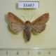 33467p-Noctuidae-Pseudaletia-sequax-Dominicana-6
