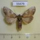 33479p-Notodontidae-Oligocentria-sp-f-Doninicana-7