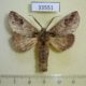 33551p-Notodontidae-Heterocampa-sp.-Dominicana-5