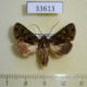 33613p Noctuidae Trachea supera Costa Rica $6