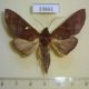 33661p-Notodontidae-Hapigia-rufescens-Costa-Rica-6