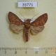 33771p-Noctuidae-Anomis-sp.-campanalis-Madagascar-6