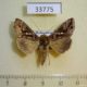 33775p-Noctuidae-Chrysodeixis-chalcites-Madagascar-8