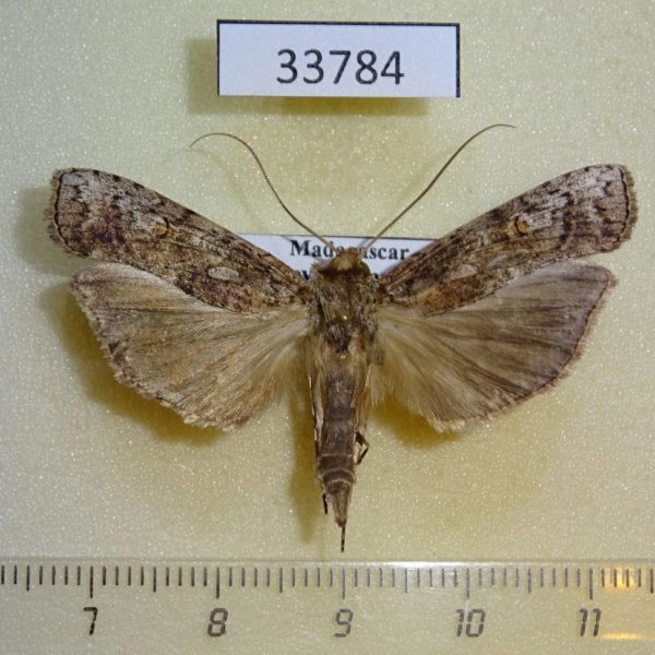 Moth sp. Madagascar