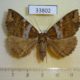 33802p-Noctuidae-Sypnoides-hercules-f-Primorye-8