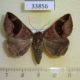 33856p-Noctuidae-Bastilla-joviana-Vietnam-7