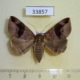 33857p-Noctuidae-33856p-Noctuidae-Bastilla-joviana-Vietnam-7