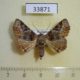 33871p-Noctuidae-Pericyma-pratti-Madagascar-10