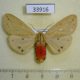 33916p-Arctiidae-Spilosoma-sagittifera-f-Vietnam-6