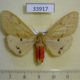 33917p-Arctiidae-Spilosoma-sagittifera-f-Vietnam-6
