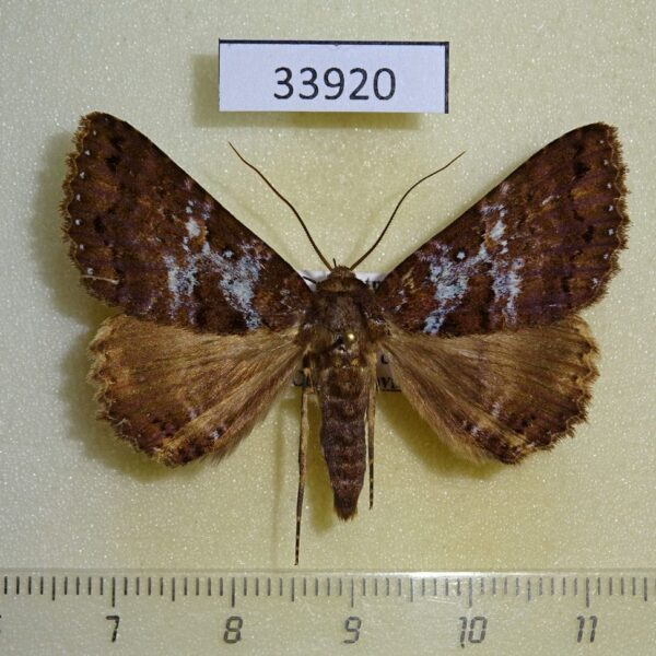 Noctuidae Sypnoides picta Vietnam