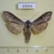 33954p-Noctuidae-Cucullia-distinguenda-Transbaikal-reg.-12