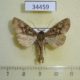 34459p-Noctuidae-Mamestra-brassicae-Primorye-4