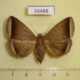 34488p-Noctuidae-Simplicia-bimarginata-f-Vietnam-6