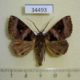 34493p-Noctuidae-Avatha-heterographa-Vietnam-6