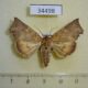 34498p Noctuidae Lineopalpa birena Vietnam $8