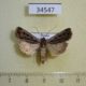 34547p-Noctuidae-Ledereragrotis-difficillis-Transbaikal-reg.-4