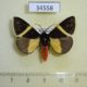 34558p-Arctiidae-Fodinoidea-staudingeri-Madagascar-12
