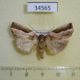 34565p-Noctuidae-Maliattha-pratti-Madagascar-9