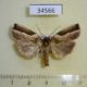 34566p-Noctuidae-Maliattha-pratti-Madagascar-9