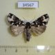 34567p-Noctuidae-Prototrachea-leucopicta-Madagascar-12