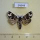 34644p-Noctuidae-Prototrachea-leucopicta-f-Madagascar-13