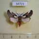 34721p-Noctuidae-Callicereon-heterochroa-Madagascar-30