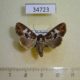 34723p-Noctuidae-Saalmuellerana-glebosa-f-Madagascar-15