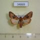 34869p-Noctuidae-Conservula-cinisigna-Madagascar-8