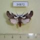34872p-Noctuidae-Callicereon-heterochroa-Madagascar-20