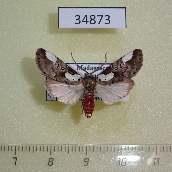 Noctuidae Callicereon heterochroa Madagascar