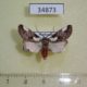 34873p-Noctuidae-Callicereon-heterochroa-Madagascar-15