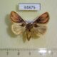 34875p Noctuidae Madacontia gloriosa f Madagascar $12