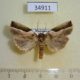 34911p-Noctuidae-Maliattha-pratti-Madagascar-8