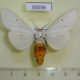 35036p-Arctiidae-Detoulgoetia-aspersa-Madagascar-12