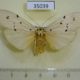 35039p-Arctiidae-Eilema-albicans-f-Madagascar-9
